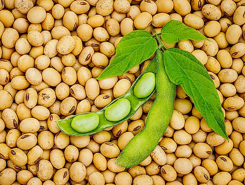 Soyabean Plant