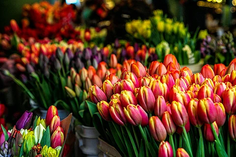 Lucknow's famous flower show is back!