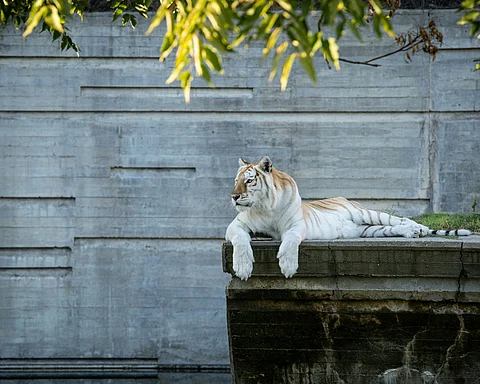 Lucknow zoo - a popular destination for visitors on New Year's Day