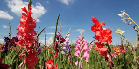 Save The Dates For NBRI’s Rose & Gladiolus Show