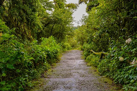 Uttar Pradesh Launches Urban Forest Drive Including Kanpur & Lucknow