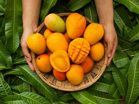 LFM Mango Festival 2025