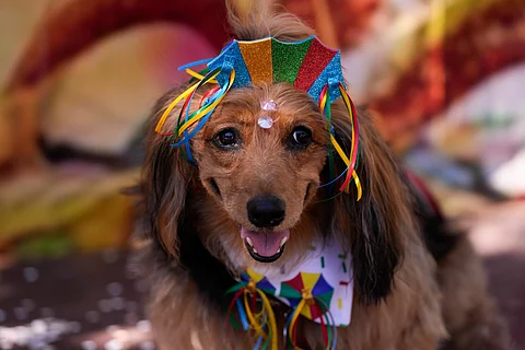 Aashray Foundation and Astradharini Foundation come together with Lucknow Farmer’s Market to host an unforgettable Pupper Party