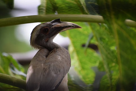 Nature’s Music at Ataavi Bird Walk