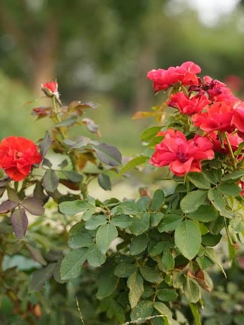 Rose Garden in Lucknow