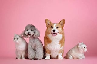 World Rabies Day: 5 Vet Clinics in Lucknow You Must Know