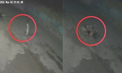 மகாராஷ்டிராவில் தெருநாய்கள் கடித்துப் பெண் பரிதாப பலி