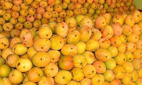 சேலம் மாவட்டத்தில் 10 நாட்களில் மாம்பழ சீசன் தொடங்கும்| Mango