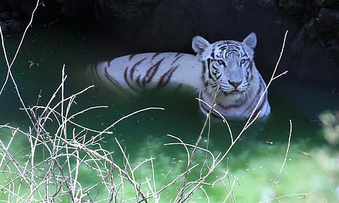 வண்டலூர் பூங்காவில் கோடை வெப்பத்தை சமாளிக்க விலங்குகளுக்கு சிறப்பு ஏற்பாடு| Vandalur Zoo