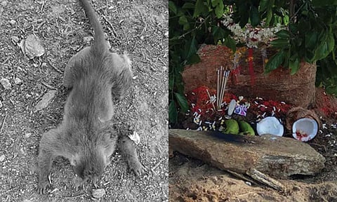 வாகனத்தில் அடிபட்டு குரங்கு உயிரிழப்பு - இறுதி சடங்கு செய்த கிராம மக்கள்