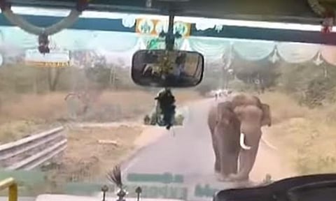 உடுமலை- மூணாறு சாலையில் பேருந்தை வழிமறித்த 'படையப்பா' யானை