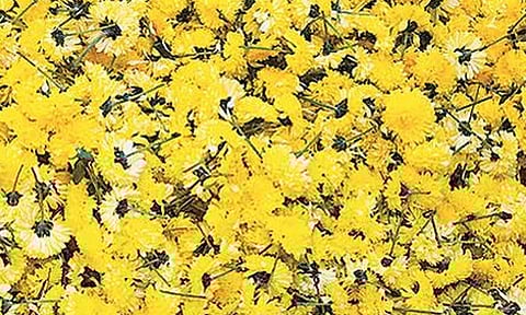 கோயம்பேடு மார்க்கெட்டில் சாமந்தி பூ விலை உயர்வு