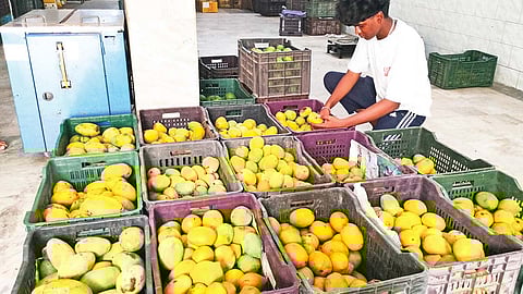 சேலத்தில் மாம்பழ சீசன் தொடங்கியது- அடுத்த வாரம் முதல் வரத்து அதிகரிக்கும்