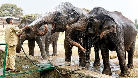 கோடை வெயிலின் தாக்கத்தில் இருந்து விலங்குகளை பாதுகாக்க சிறப்பு ஏற்பாடுகள்