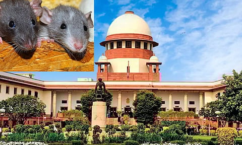 லஞ்சப் பணத்தை கடித்து தின்ற எலிகள்.. பீகார் அரசு அதிகாரிக்கு உச்சநீதிமன்றம் ஜாமீன்