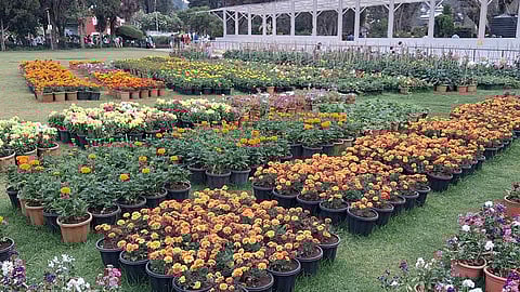 விரைவில் தொடங்கும் கோடைவிழா: மலர் கண்காட்சிக்கு தயாராகும் ஊட்டி அரசு தாவரவியல் பூங்கா