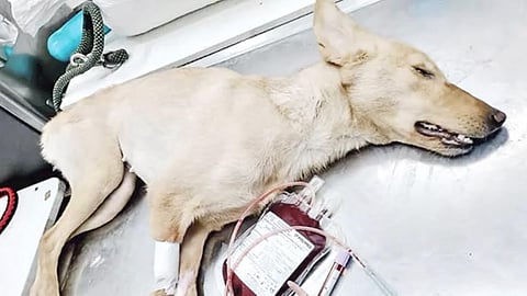 செல்ல பிராணிகளை வளர்ப்பவர்களை குறி வைத்து தெரு நாய் ரத்தம் ரூ.25 ஆயிரம் வரை விற்பனை