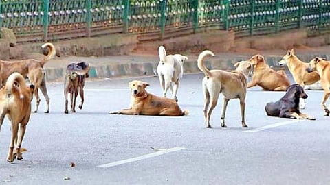 தெருநாய் கடித்து சிறுமி உயிரிழந்த விவகாரம் - 4 டாக்டர்கள் மீது வழக்கு