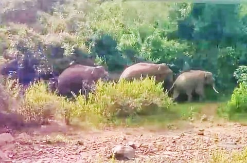 தாளவாடி அருகே தோட்டத்தை சுற்றி ஓடிய யானை கூட்டத்தை படத்தில் காணலாம்.