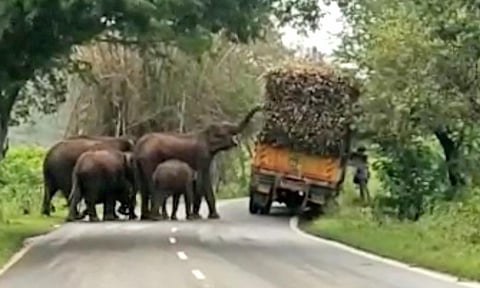 லாரியை வழிமறித்து கரும்புகளை ருசித்த யானைகள்