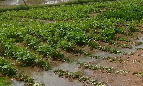 வெள்ளைப்பூண்டு பயிர் மழை வெள்ளத்தில் மூழ்கி இருப்பதை படத்தில் காணலாம்.