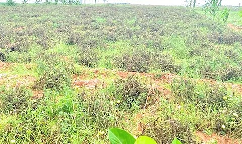 பனிப்பொழிவால் தக்காளி செடிகள் அழுகிய நிலையில் காணப்படும் காட்சி.
