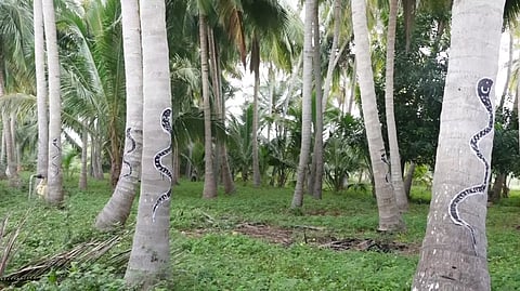 தென்னை மரங்களில் பாம்பு ஓவியம் வரையப்பட்டுள்ளதை படத்தில் காணலாம்.