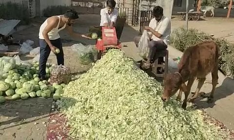 முட்டைகோஸ்களை சாப்பிடும் மாடு.