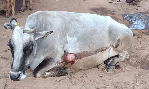 கருப்பன் யானை தாக்கியதில் குடல் வெளியேறி உயிருக்கு போராடி வரும் பசு மாடு.