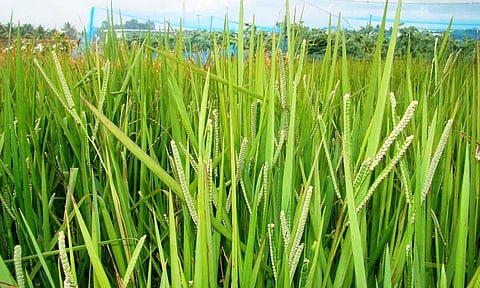 வரகு சாகுபடி பரப்பு 300 ஏக்கராக அதிகரிப்பு