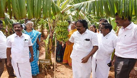 கன்னியாகுமரி அரசு பழத்தோட்டத்தில் அரிய வகை வாழை மரங்கள்