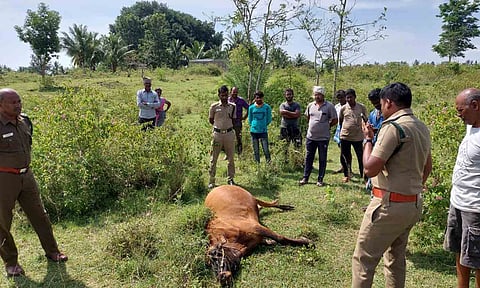 2 மாதமாக அட்டகாசம் செய்து வரும் புலியை பிடிக்க நடவடிக்கை எடுக்க வேண்டும்