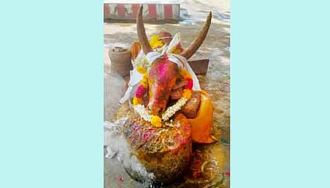 இறந்த ஜல்லிக்கட்டு காளை.