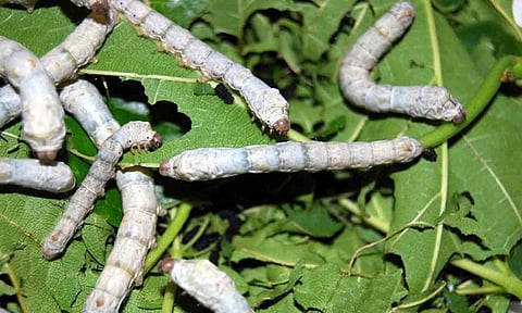 கோப்புபடம்