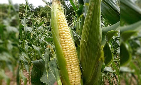  கோப்புபடம்