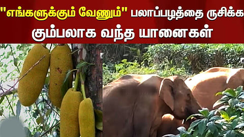 குன்னூரில் மண்ணில் புரண்டு விளையாடும் யானைகள்