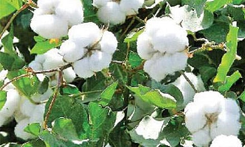 ஒழுங்கு முறை விற்பனை கூடத்தில் பருத்தி ஏல விற்பனை