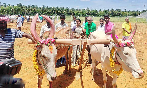 கலப்பையுடன் மாடுகளை பூட்டி உழவு பணிகளை தொடங்கிய விவசாயிகள்.