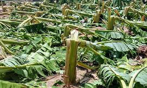 மார்த்தாண்டம் அருகே வாழை மரம் வெட்டி சாய்ப்பு