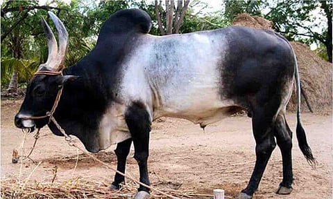 காேப்புபடம்