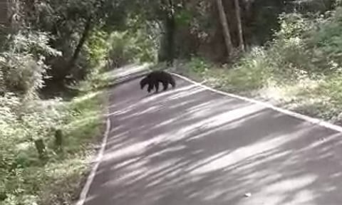 தலமலை வனப்பகுதி ரோட்டில் கரடி நடமாட்டம்