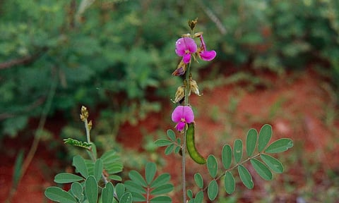 கோப்புபடம். 