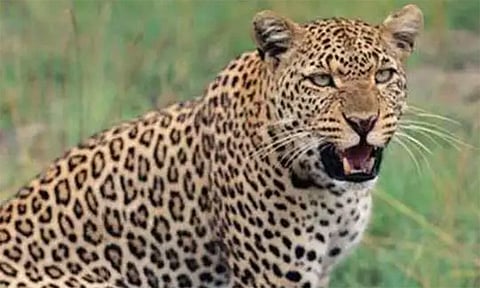 ஆட்டுக்குட்டியை உயிரோடு இழுத்து சென்ற சிறுத்தை