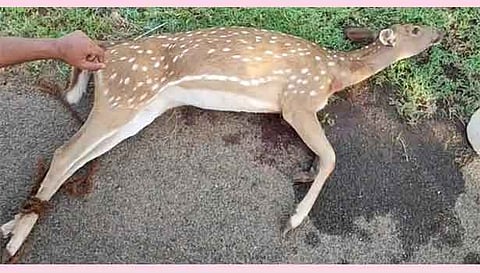 பலியான மான்