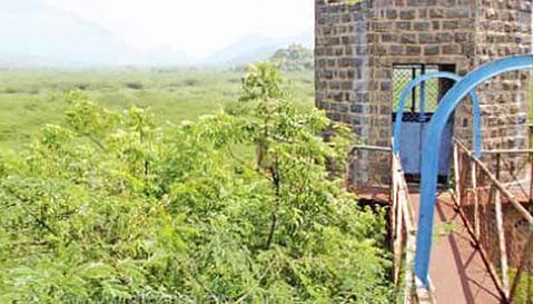 மரங்கள் வளர்ந்து பச்சை பசலென காட்சியளிக்கும் பனமரத்துப்பட்டி ஏரி.