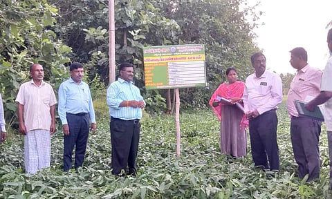 உளுந்து விதைப்பண்ணையில் வேளாண் துறை கூடுதல் இயக்குநர் ஆய்வு