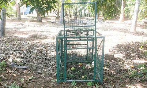 குரங்குகளை பிடிக்க வைக்கப்பட்டுள்ள கூண்டை படத்தில் காணலாம்.