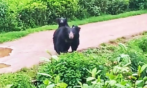 கோத்தகிரி பகுதியில் குட்டியுடன் உலா வந்த கரடியை காணலாம்