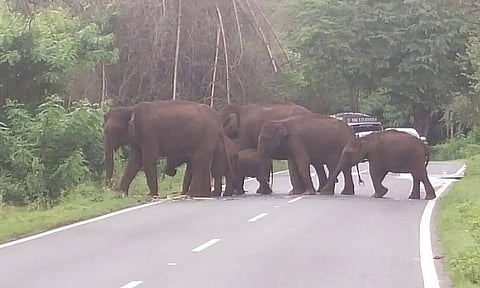 ரோட்டை வழி மறித்த யானைகள் கூட்டம்