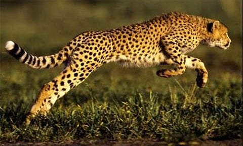 ரோட்டில் பாய்ந்து சென்ற சிறுத்தை